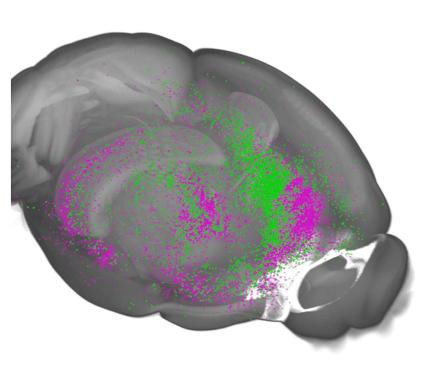 Diagram of mouse prefrontal cortex showing neural projections to the midbrain (purple) and the amygdala (green), pathways involved in learning about threat.